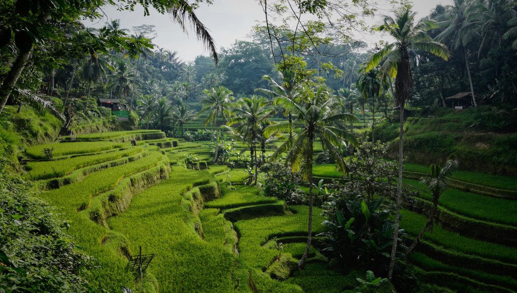 Fields and Jungle in Bali